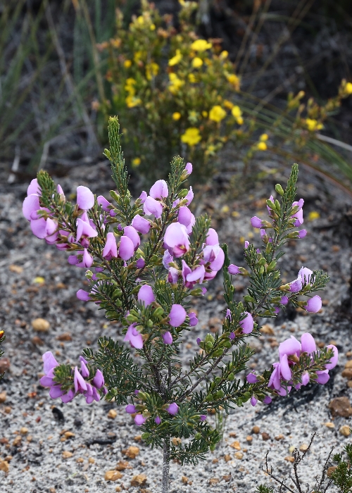 Western Australian Plants Fabaceae